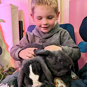 Little boy in a grey hoodie holding two grey and white rabbits